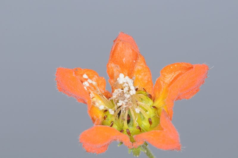 Caiophora lateritia, photographed by aacocucci