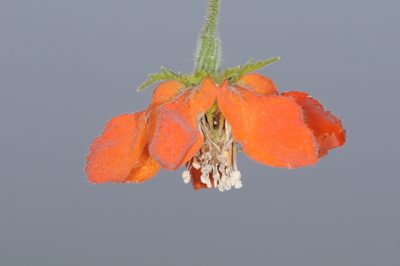 Caiophora lateritia, photographed by aacocucci