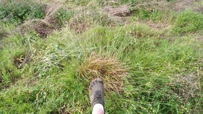 Carex tetrastachya, photographed by Matt C