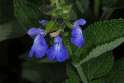 Salvia stachydifolia, photographed by aacocucci