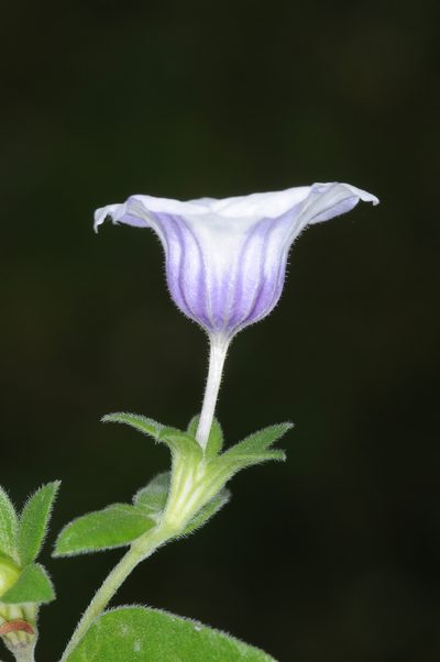 Nierembergia browallioides, photographed by aacocucci