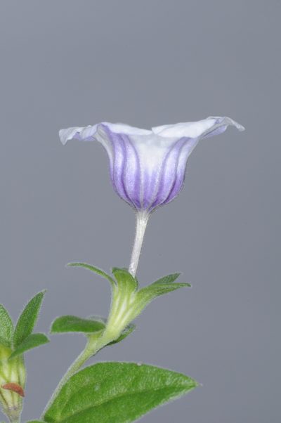 Nierembergia browallioides, photographed by aacocucci