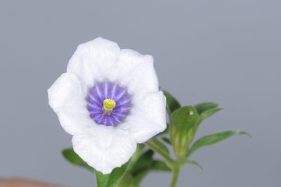 Nierembergia browallioides, photographed by aacocucci