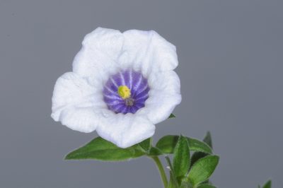 Nierembergia browallioides, photographed by aacocucci