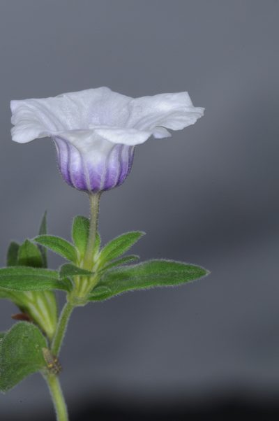 Nierembergia browallioides, photographed by aacocucci