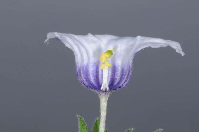 Nierembergia browallioides, photographed by aacocucci