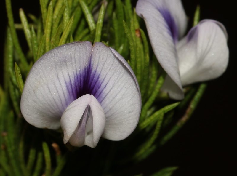 Psoralea kougaensis, photographed by Brian du Preez