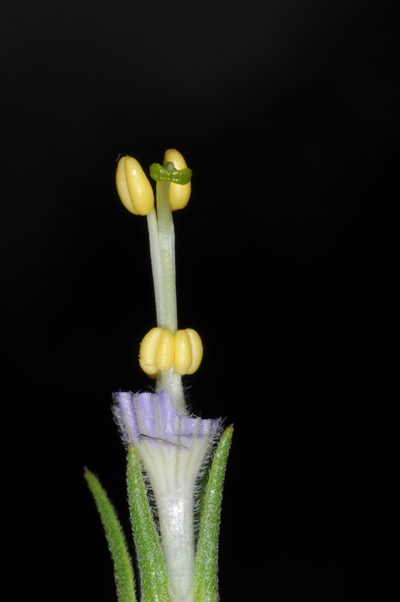 Nierembergia tucumanensis, photographed by aacocucci