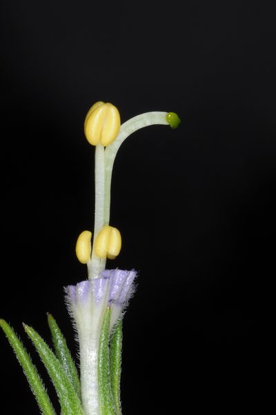 Nierembergia tucumanensis, photographed by aacocucci