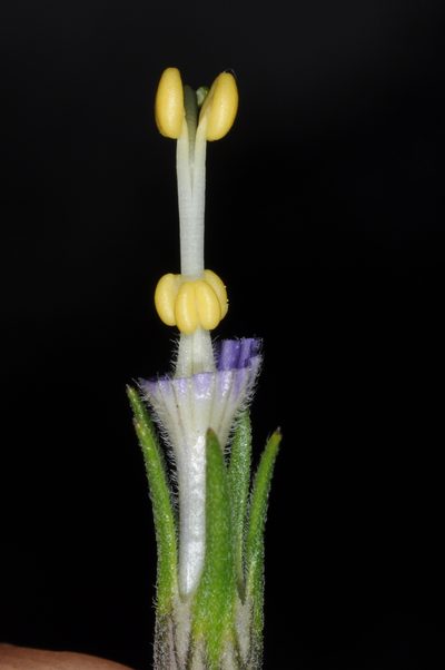 Nierembergia tucumanensis, photographed by aacocucci