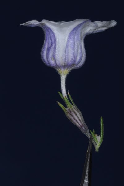 Nierembergia tucumanensis, photographed by aacocucci
