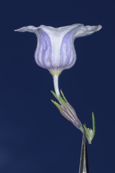 Nierembergia tucumanensis, photographed by aacocucci
