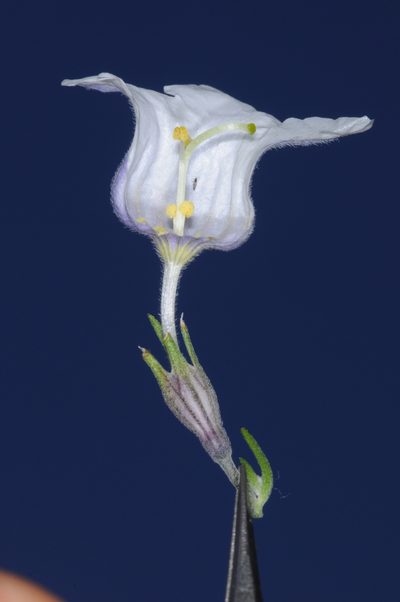 Nierembergia tucumanensis, photographed by aacocucci