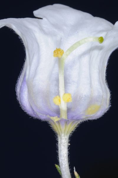 Nierembergia tucumanensis, photographed by aacocucci