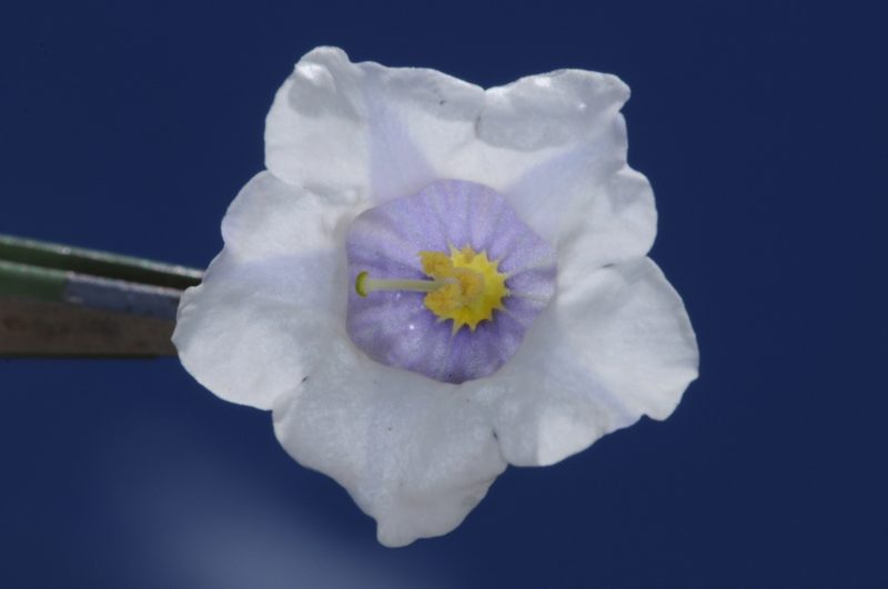 Nierembergia tucumanensis, photographed by aacocucci
