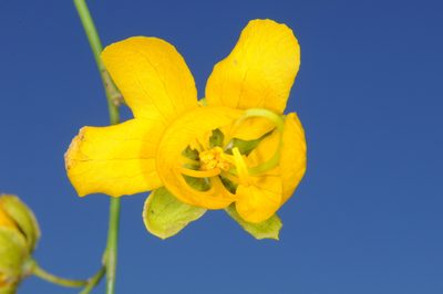 Senna aphylla, photographed by aacocucci