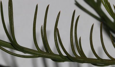 Thesium patersonae, photographed by Brian du Preez