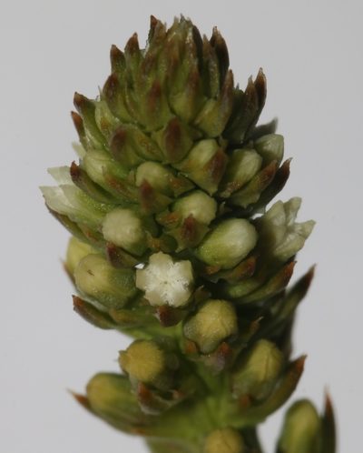 Thesium patersonae, photographed by Brian du Preez