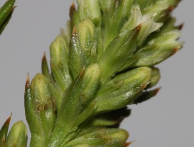 Thesium patersonae, photographed by Brian du Preez