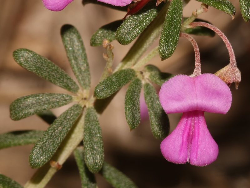 Indigofera sulcata, photographed by Brian du Preez