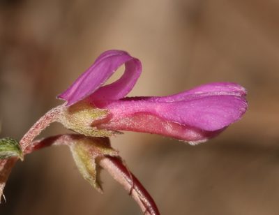 Indigofera sulcata, photographed by Brian du Preez