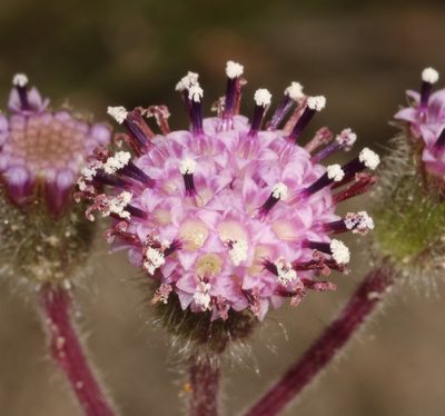 Senecio erubescens, photographed by Brian du Preez