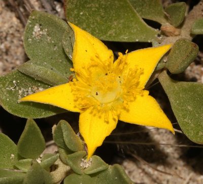 Aizoon rigidum, photographed by Brian du Preez