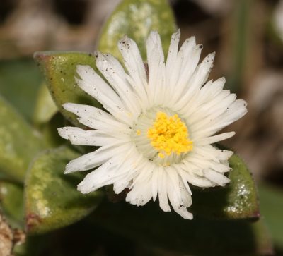 Delosperma patersoniae, photographed by Brian du Preez