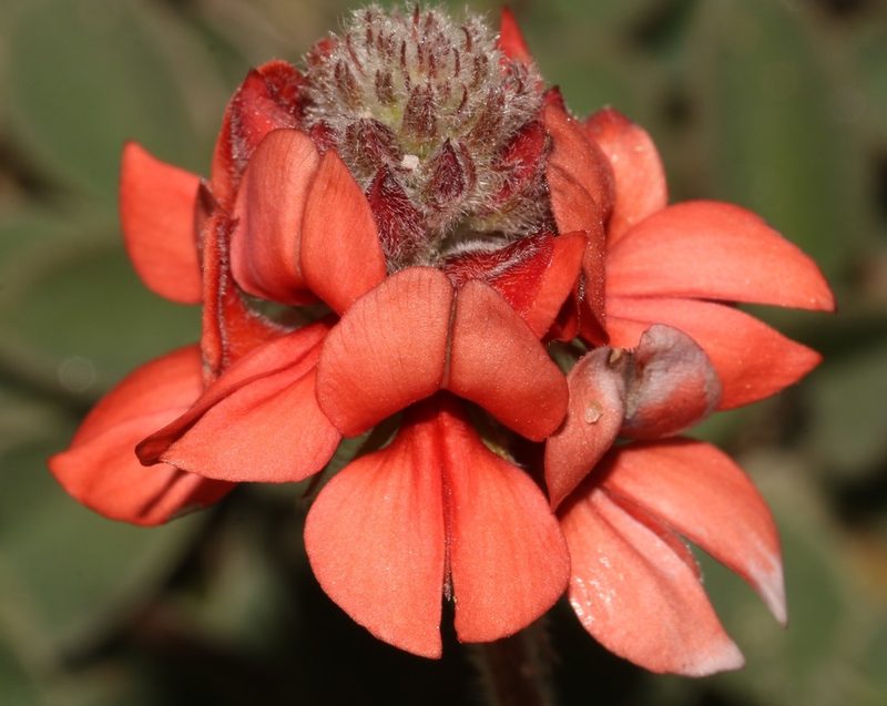 Indigofera tomentosa, photographed by Brian du Preez