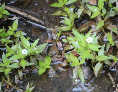Gratiola virginiana, photographed by Ashwin Srinivasan