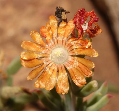 Delosperma multiflorum, photographed by Brian du Preez
