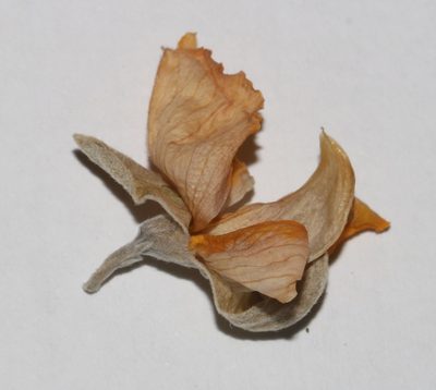 Argyrolobium incanum, photographed by Brian du Preez