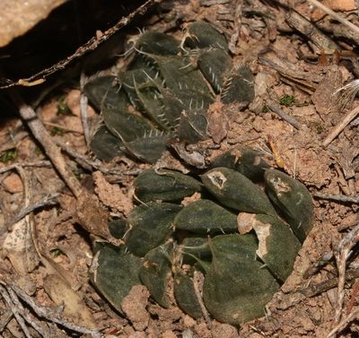 Haworthia decipiens, photographed by Brian du Preez