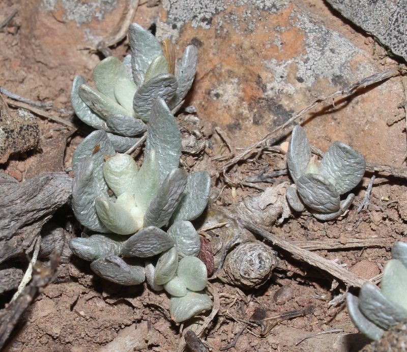 Caputia scaposa, photographed by Brian du Preez
