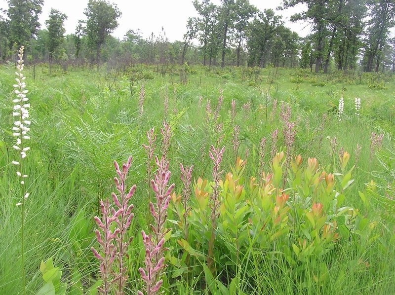 Schwalbea americana, photographed by Alpha Wolf