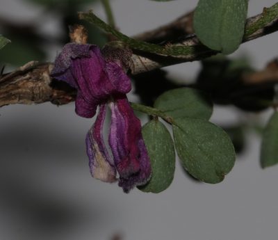 Indigofera denudata, photographed by Brian du Preez
