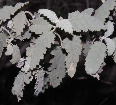 Buddleja glomerata, photographed by Brian du Preez