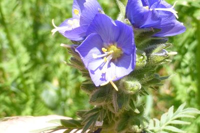 Polemonium foliosissimum, photographed by John Thomlinson