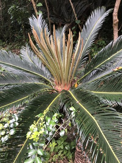 Cycas revoluta, photographed by Takaaki Hattori