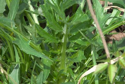 Cirsium carolinianum, photographed by Robert Webster