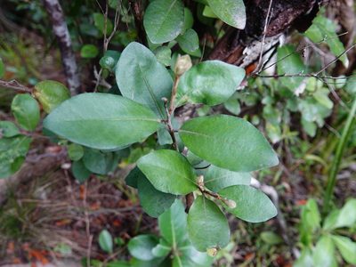 Pittosporum ellipticum, photographed by Jacqui Geux