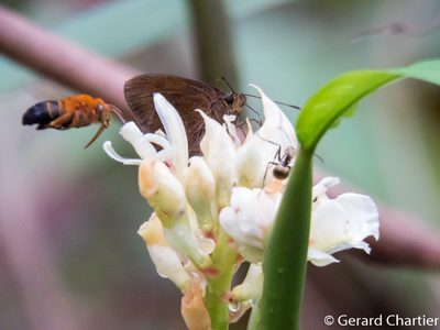 Alpinia oxymitra, photographed by Gerard Chartier