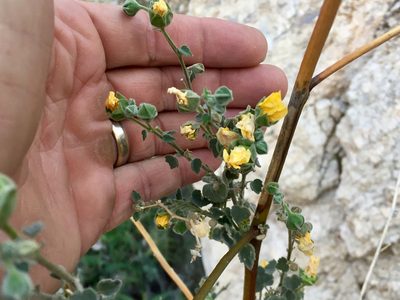 Abutilon reventum, photographed by CK2AZ