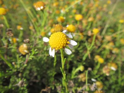 Cymbopappus adenosolen, photographed by douglaseustonbrown