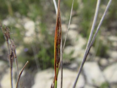 Schoenus prophyllus, photographed by douglaseustonbrown