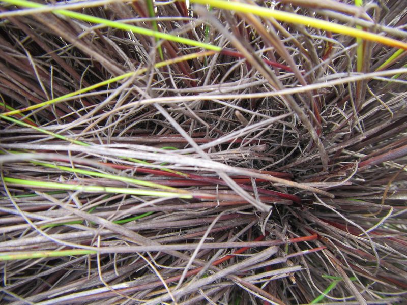 Schoenus prophyllus, photographed by douglaseustonbrown