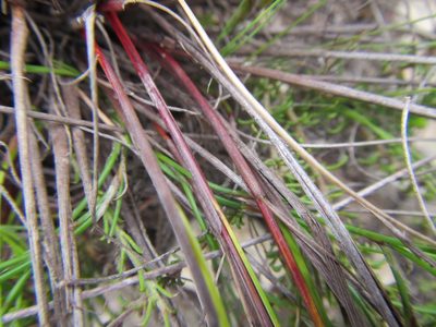 Schoenus prophyllus, photographed by douglaseustonbrown