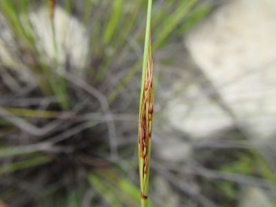 Schoenus prophyllus, photographed by douglaseustonbrown