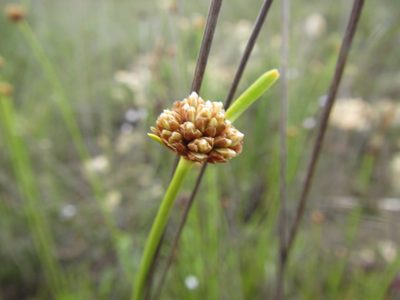 Ficinia praemorsa, photographed by douglaseustonbrown