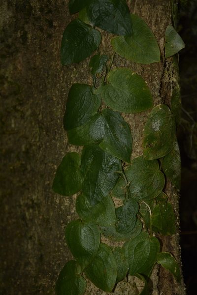 Pothos armatus, photographed by Siddarth Machado